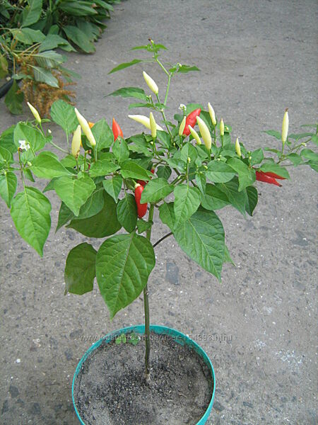 Семена перцев острых комнатных и салатных