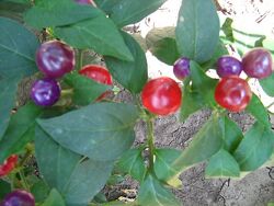 #7: Marbles Pepper Ornam