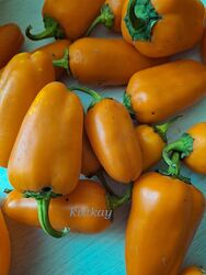 #9: ланчбокс