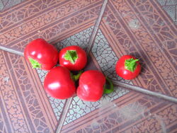 #10: міні белл бебі ред