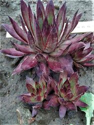 #6: Андромеда