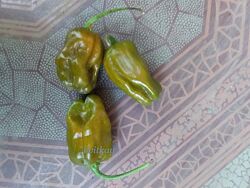 #4: Habanero green