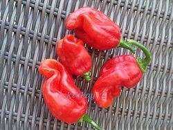 #5: scotch bonnet