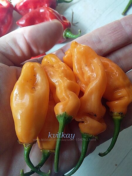 #6: Mako Kokoo Peach