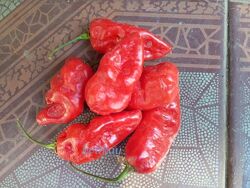 #8: _FATALII RED -