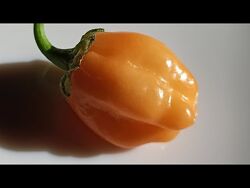 #10: Wartryx Peach Gum