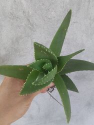 #4: алое Смарагд