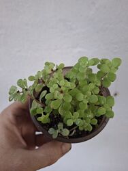 #6: Седум Огон