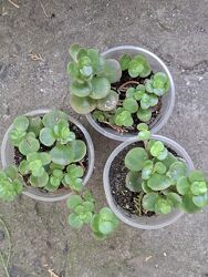 #7: седум Корал Риф