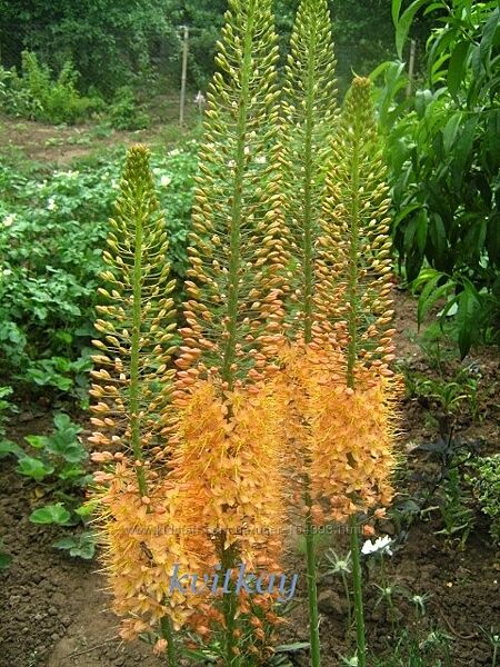 Эремурус Romance і Pinokkio , насіння