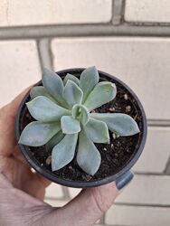 #1: graptoveria Debbie