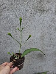 #2: епіфіллум рожевий