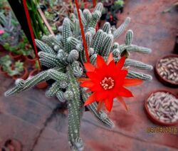 #4: хамецереус