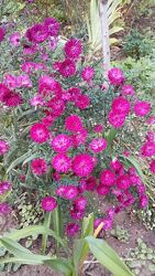 #3: Bordo