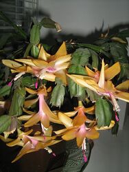 #4: Gold Sharm