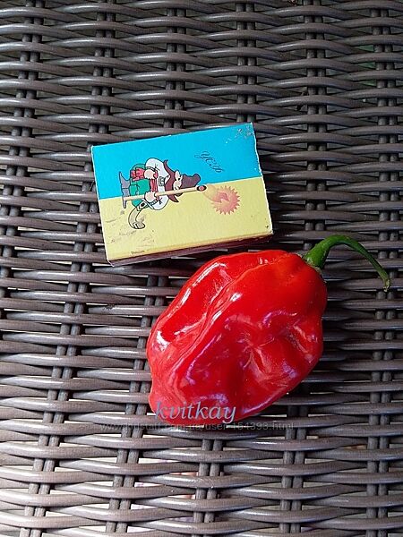 Насіння перцю гіркого Хабанеро, 10 сортів