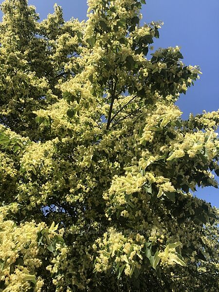 Мед Липа 2025