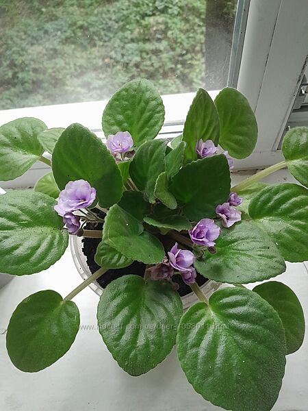 Сенполии фиалки, спатифилум женское счастье, замиокулькас долл. дерево