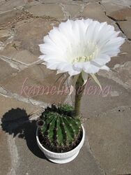 Кактус эхинопсис.