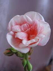 Пеларгония Pac Salmon Queen компактная карликовая.