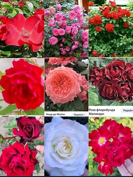 Кусты роз плетистые , флорибунда , парковые и т д 