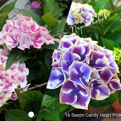 Гортензія крупнолиста Saxon Candy Heart Pink 