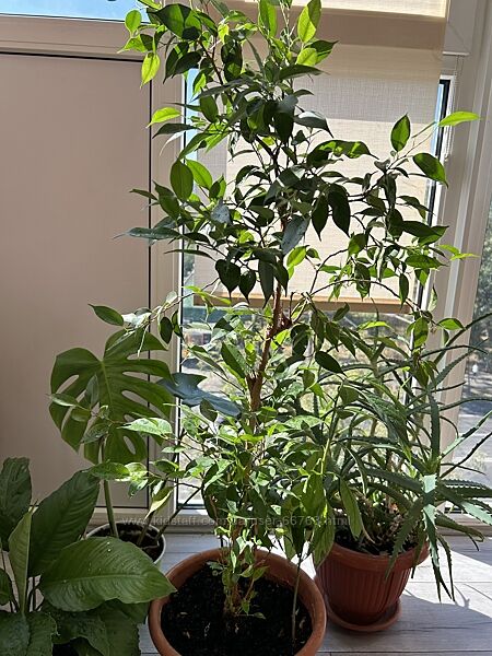 Кімнатні рослини Спатифіллум, алое, фікус, монстера