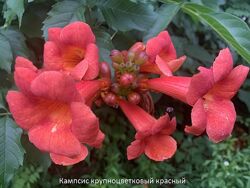 Кампсис Текома Крупноцветковый Красный Многолетнее растение цветущая лиана 