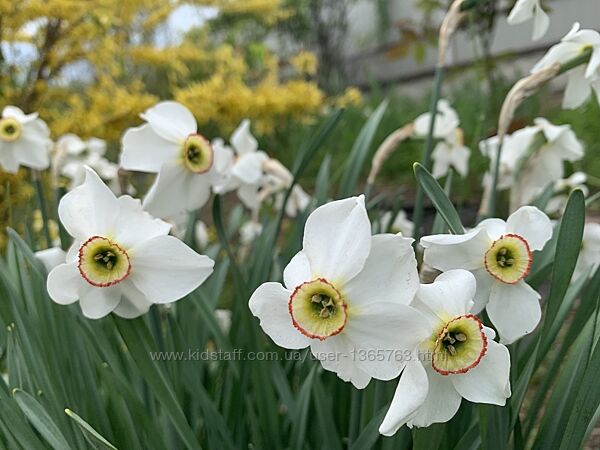 Весняні цибулинні квіти Нарциси Аліум Мускарі Рястка Птицемлечник