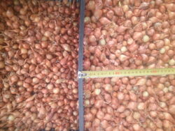 Лук севок сівок тиканка цибулька для вирощування цибулі для їжі продаж розд