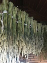 Різноманітні сухоцвіти для флористів, миловарів, свічковарів, епоксидки