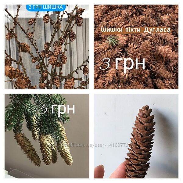 Різноманітні шишки великі та маленькі.