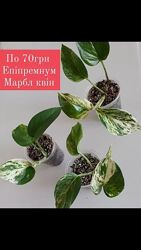 Епіпремнум Марбл квін, варієгатні ароїдні рослини сциндапсус 