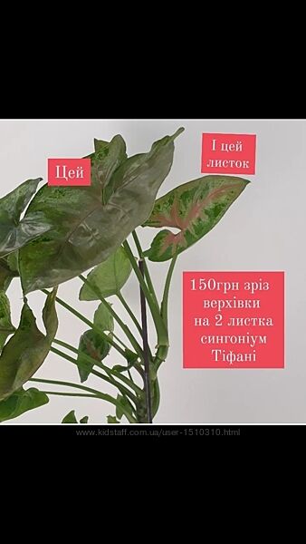 Сингоніум Тіфані, зріз верхівки ароїдні рослини ліани вазони