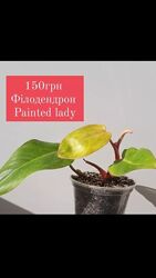 Філодендрон Painted Lady Ароїдні рослини вазони вазонки