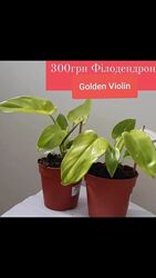 Філодендрон Golden Violin горщик 12см ароїдні рослини, вазони вазонки