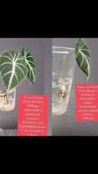 Алоказія Блек Велвет від 180грн домашні рослини ароїдні вазони 