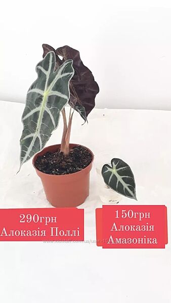Алоказія Поллі Polly, Амазоніка від 150грн ароїдні рослини вазони вазонки