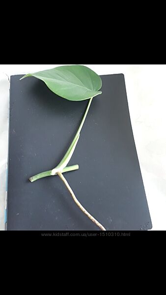 Монстера делікатесна проміжний зріз ароїдні рослини ліани