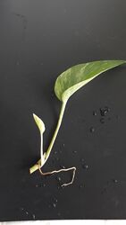 Епіпремнум вкоріненні зрізи Марбл квін варієгатні рослини вазони ароїдні лі