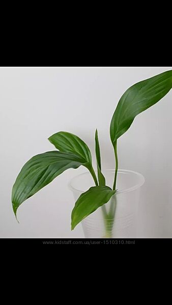 Спатифіллум вазони кімнатні рослини Peace Lily