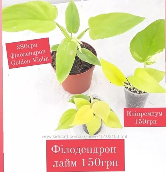 Неонові рослини, філодендрон Golden Violin, лайм, епіпремнум неон
