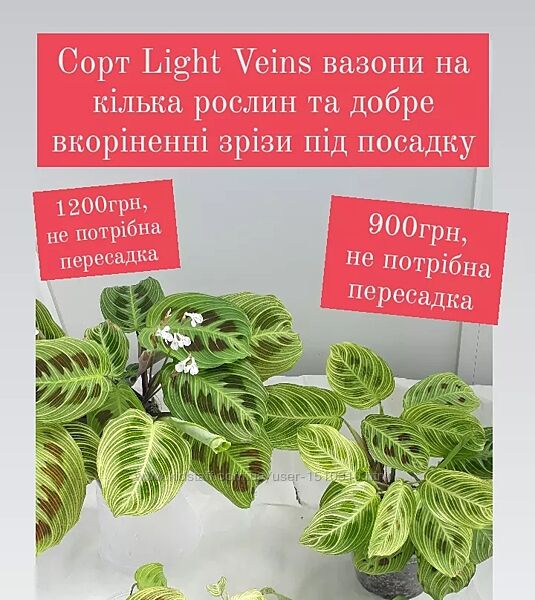 Рідкісні рослини, маранта сорт Light Veins домашні вазони на кілька рослин