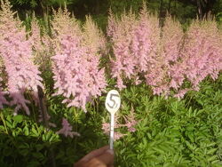 продам астильбу