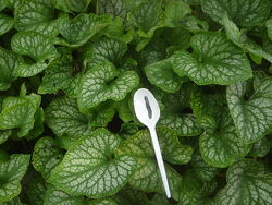 продам сажанцы брунеры