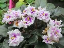 #8: Rob&acute;s boondogg