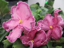 #4: АВ-Мексиканский тушк