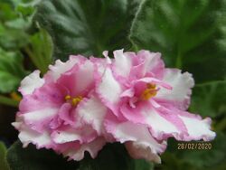 #9: химера Psychedelic S