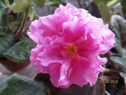 #7: ЕК-Богиня Красоты