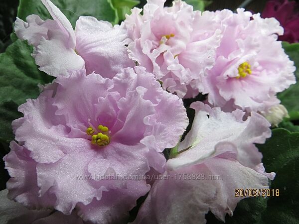 Фіалки інших селекціонерів